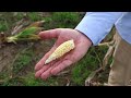 Leafhopper bug plagues Argentinas corn fields | REUTERS