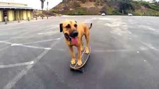 小黃狗溜滑板，助跑模樣超可愛