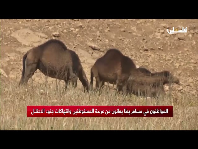 المواطنون في مسافر يطا يعانون من عربدة المستوطنين وانتهاكات جنود الاحتلال