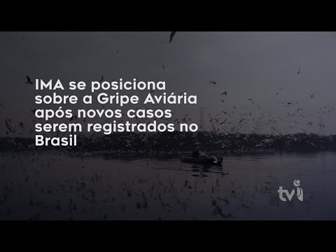 Vídeo: IMA se posiciona sobre a Gripe Aviária após novos casos serem registrados no Brasil