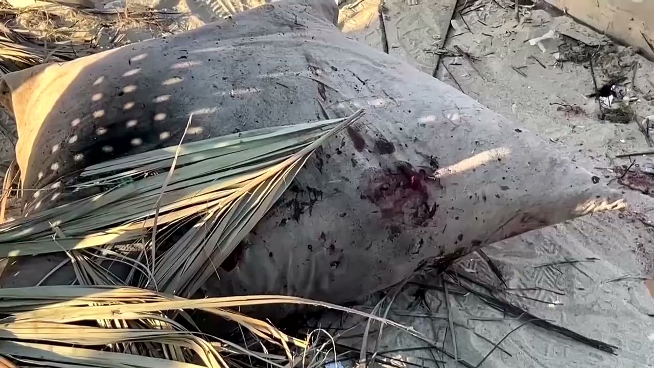 Israel strikes Gaza, accuses Hamas of attacks | REUTERS