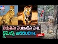 Tiger chases leopard, fails to catch its prey, IFS Susant Nanda shares video