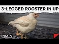 3-Legged Rooster Becomes Centre of Attraction At A Chicken Shop In Bahraich, UP