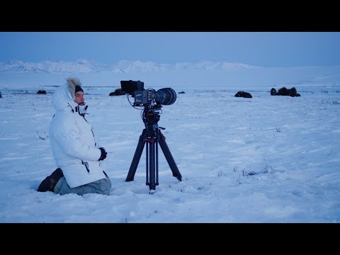 The Arctic: Our Last Great Wilderness'