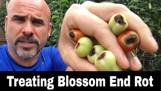Blossom End Rot (BER) - What is it?  How to Treat it.