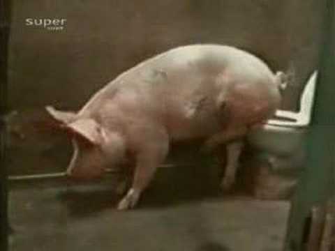 Свиња во тоалет