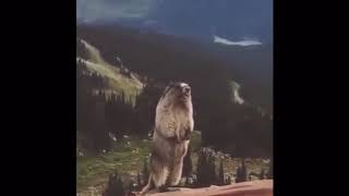 Screaming Beaver Meme