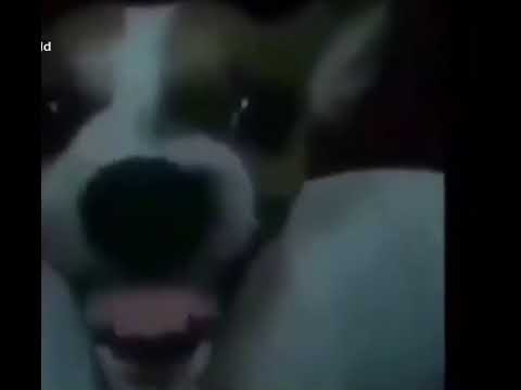 Upload mp3 to YouTube and audio cutter for Dog laughing meme download from Youtube