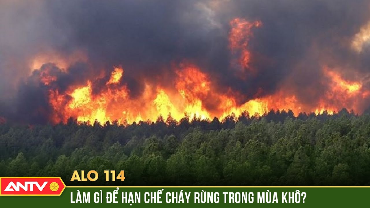 Cảnh báo mùa hanh khô – khi rừng chỉ chờ một tia lửa để “kêu gào” | ALO 114 | ANTV
