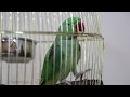 TN - Parrot Jailed For Obscenity