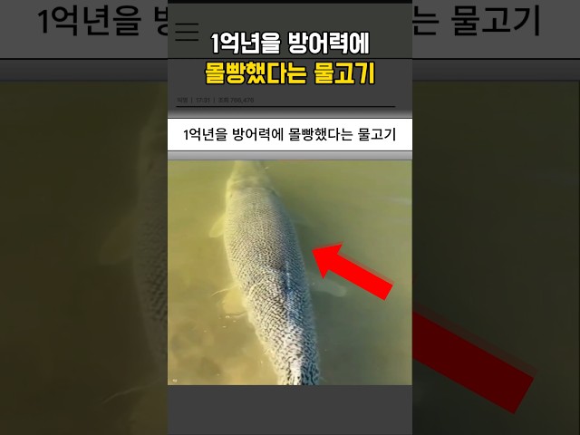 1억년을 방어력에 몰빵했다는 물고기