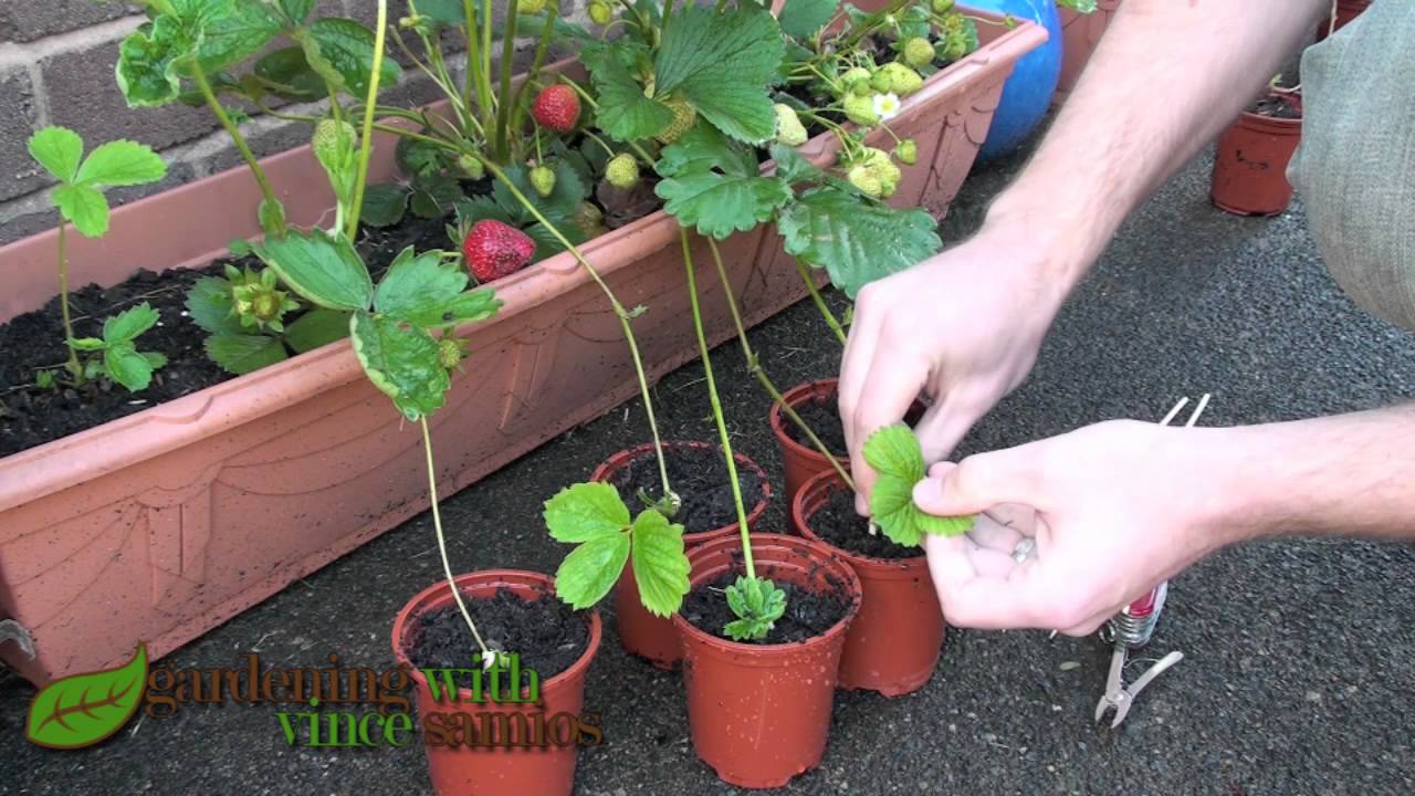 How To Plant Strawberry Plants Outside At Thomas Harvey Blog