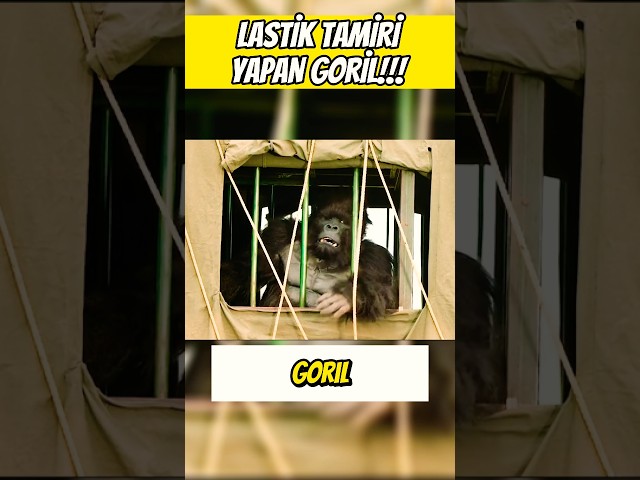 LASTİK TAMİRİ YAPAN GORİL! 🛞🛠️🦍
