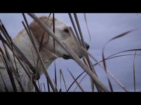 Chuck Dodge & Ryan Voy took their passion for hunting on Wisconsin's Horicon Marsh to create an annual event that reconnects veterans not only with each other, but with an unforgettable experience. The Horicon Marsh Veterans Hunt is a weekend filled with the grumbling of mud boat engines, bird dogs barking, home-cooked meals and laughter around the campfire. Chuck Dodge & Ryan Voy took their passion for hunting on Wisconsin's Horicon Marsh to create an annual event that reconnects veterans not only with each other, but with an unforgettable experience. The Horicon Marsh Veterans Hunt is a weekend filled with the grumbling of mud boat engines, bird dogs barking, home-cooked meals and laughter around the campfire.
