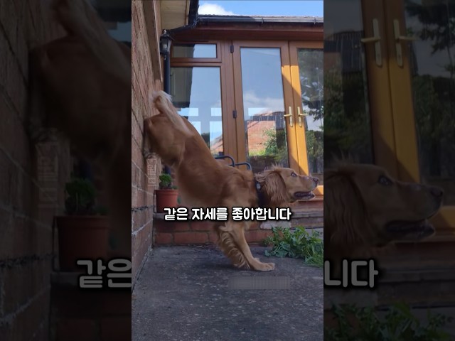 환생이라도 한 듯 이미 별이 된 아이를 따라하는 강아지
