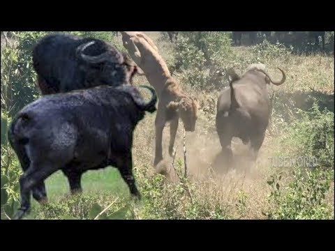 Smart Buffalo Fight Back Send The Lion Up On The Air