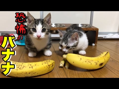 子猫にバナナを与えてみたら まとめちゅーぶ