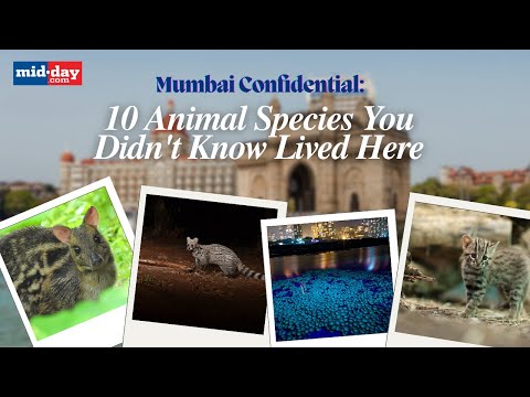 MUMBAI CONFIDENTIAL 10 Animal Species You Didnt Know Lived Here 419 views  play Short