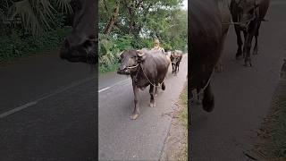 Buffalo video,buffalo shorts #shorts