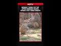 Monkey Turns Off Tap After Drinking Water, Sparks Civic Sense Debate