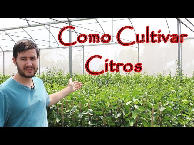 Como Cultivar Citros Como Cultivar Citros