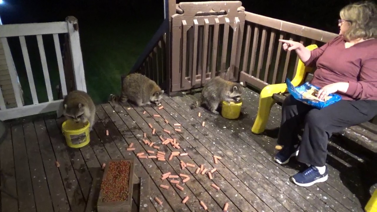 WED RACCOONS 2ND AUG 26