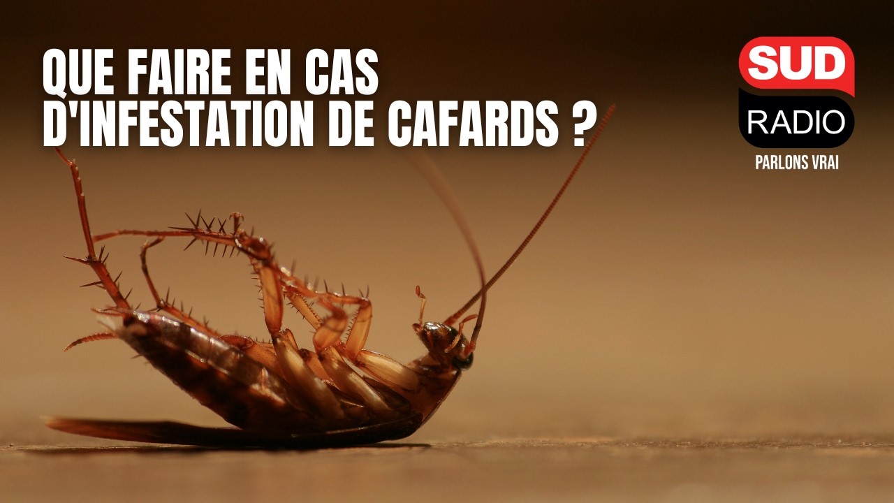 Humidité et chaleur : que faire en cas d'infestation de cafards dans votre logement ?