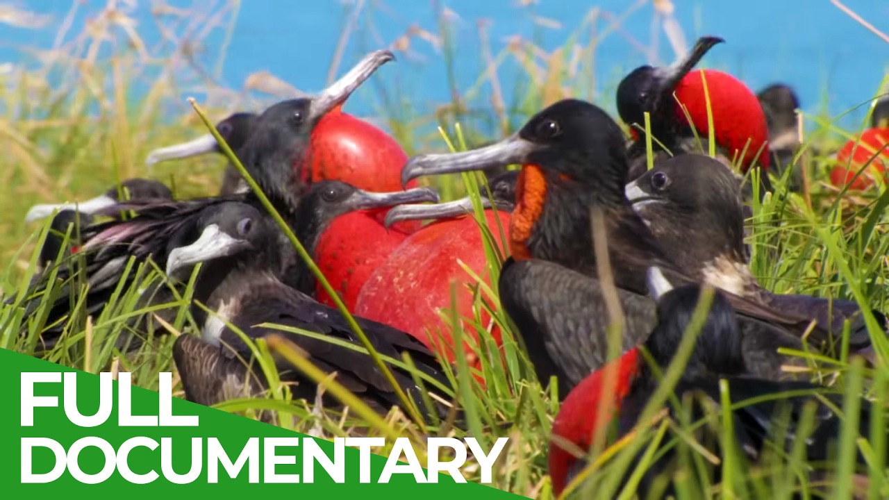 Nature's Greatest Talents - The Art Of Seduction | Free Documentary Nature