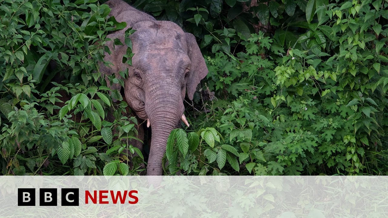 World's smallest elephant in danger of dying out | BBC News