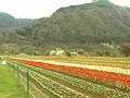 Asia's largest tulip garden is in full bloom in Srinagar