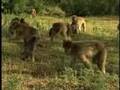 Life at the Born Free USA Primate Sanctuary