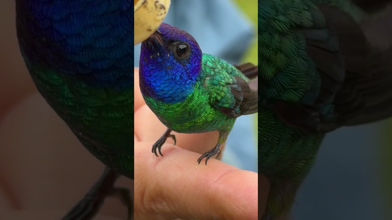 Feeding hummingbirds. Do you know it? Hummingbird tours