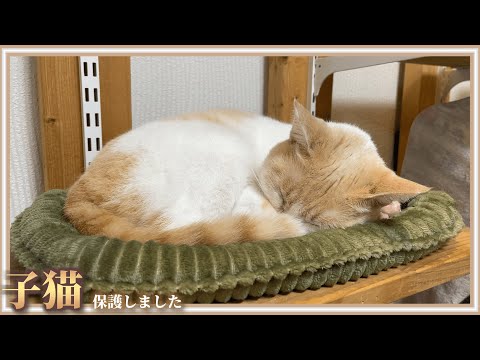 憤怒 猫の度重なる襲撃が頭に来たので対策します まとめちゅーぶ