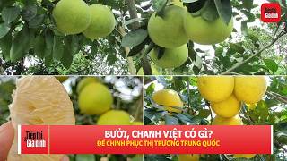 Bưởi, chanh Việt ‘được bật đèn xanh’: Xuất khẩu mạnh sang Trung Quốc ? | TTGĐ