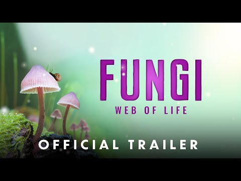 Fungi: The Web of Life'