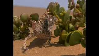 Chameleoni - púštni draci 