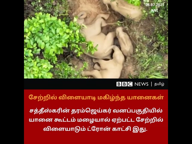 சேற்றில் 'ஜாலியாக' விளையாடி மகிழ்ந்த யானை கூட்டம்