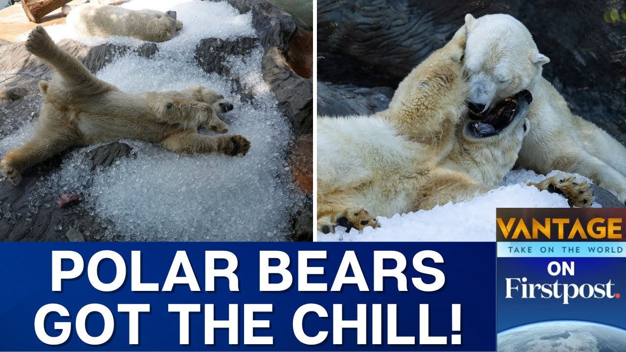 Prague Zoo Polar Bears Get Ice Beds as Europe Swelters in Heatwave | Vantage on Firstpost | N18G
