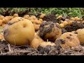 Severe drought in Colombia threatens crops, livestock | REUTERS  - 02:54 min - News - Video
