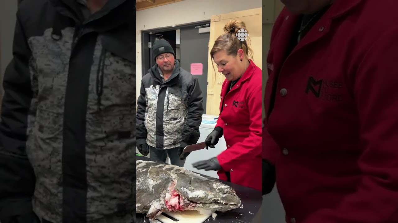Un flétan record de 92 kg capturé dans le fjord | Vidéojournal