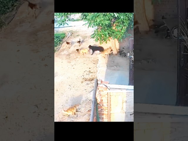 a dog trying to fend off a pack of dogs #shortvideo #song #animals #funny #shortsfeed #subscribe