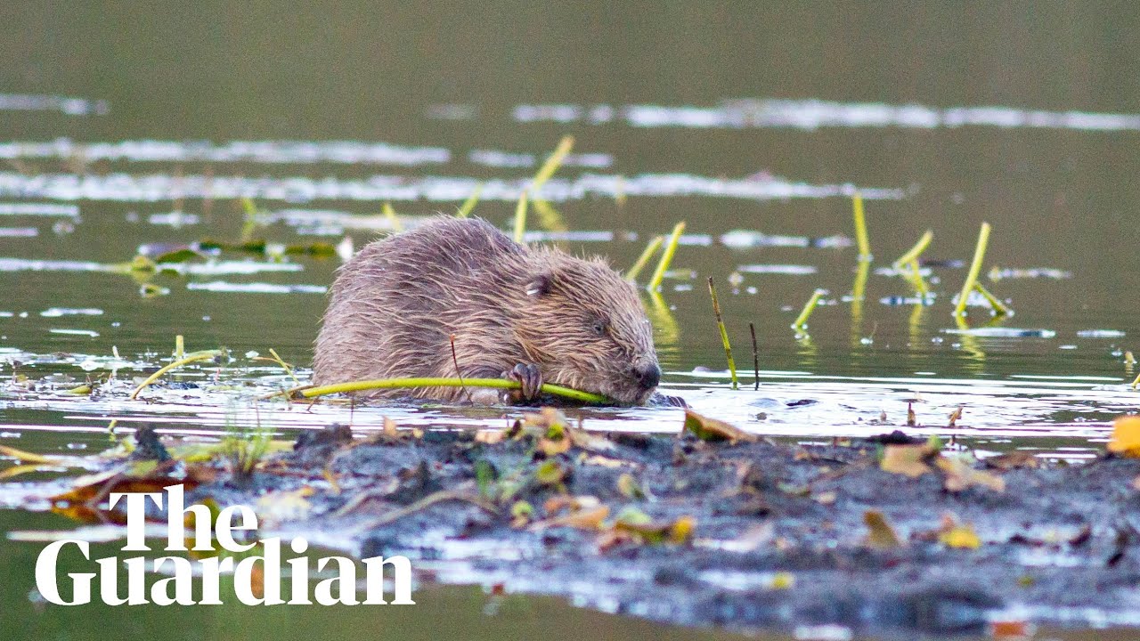 Beavers thriving after being reintroduced to English wild