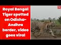 Viral video: Royal Bengal tiger spotted on Odisha-Andhra border