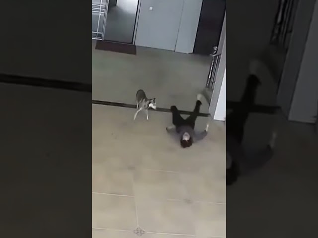 Cães não são brincadeira 🤔