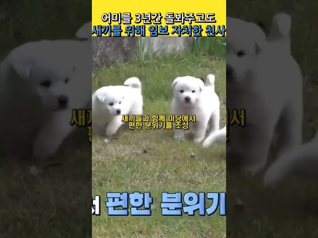 떠돌이 강아지를 3년간 지극정성으로 돌봐주고 새끼낳자 임시보호까지 자처한 천사부부#양소영심리상담센터 #강남심리상담센터 #풀배터리검사 #웩슬러지능검사 #감동 #강아지 #반려견