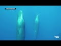 Study finds that whale sounds are actually a language  - 01:41 min - News - Video