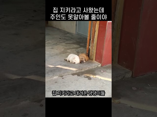 "밥 값 안할꼬야?ㅋㅋ.." 집 경비보단 잠이 먼저였던 새끼 댕댕이들 행동