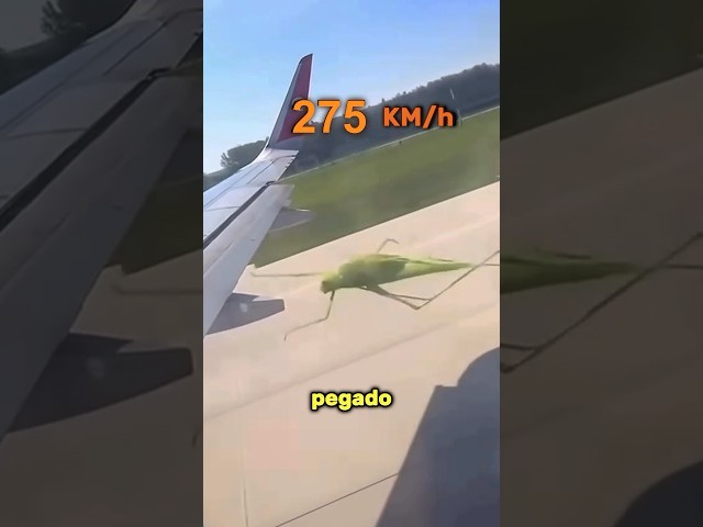 ¿Cuánto dura el bicho pegado a la ventanilla?