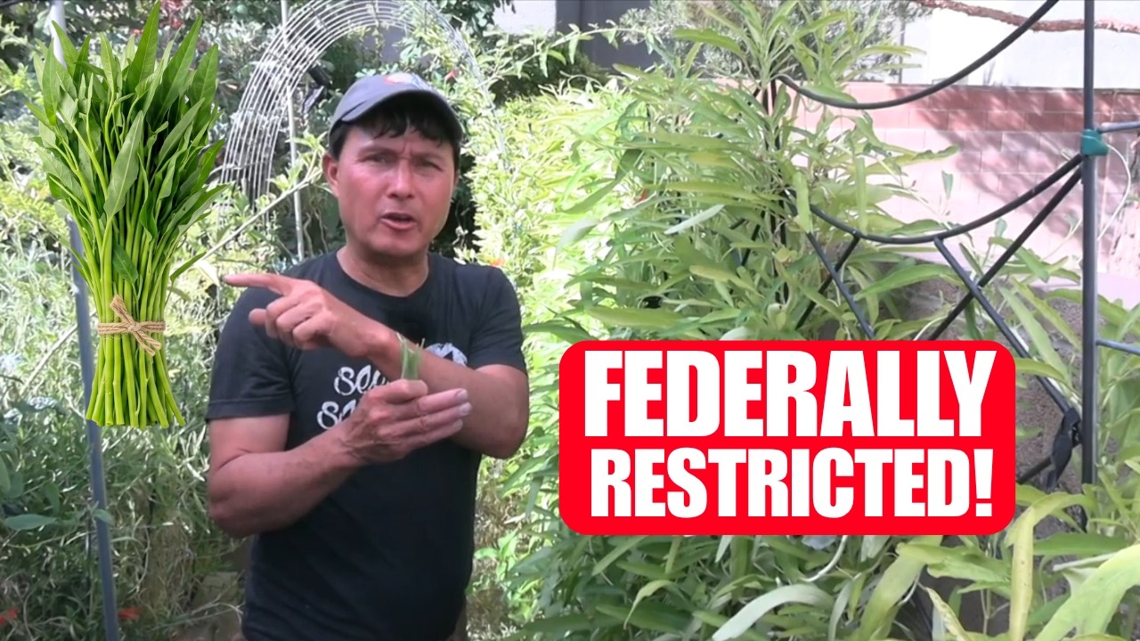 I Planted an ILLEGAL Superfood on My Fence (And It Took Over)