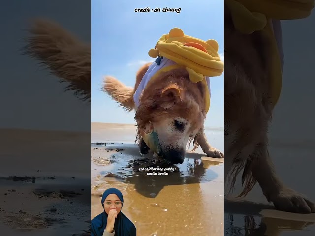 Anjing Pinter Banget Siiih 🤩‼️ #funny #dubbing #shorts